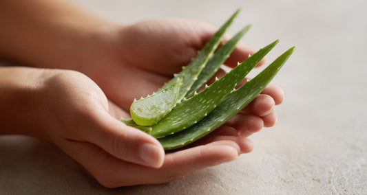 Was bringt Aloe Vera für die Haut? Infos zur Wirkung der fabelhaften Pflanze